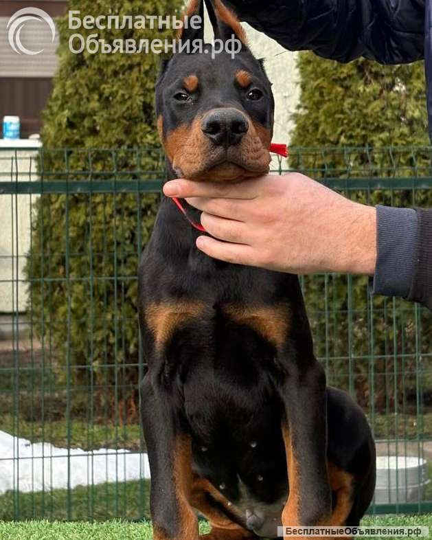 Доберман щенки на продажу