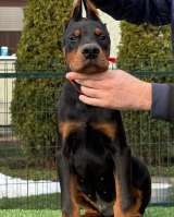 Доберман щенки на продажу