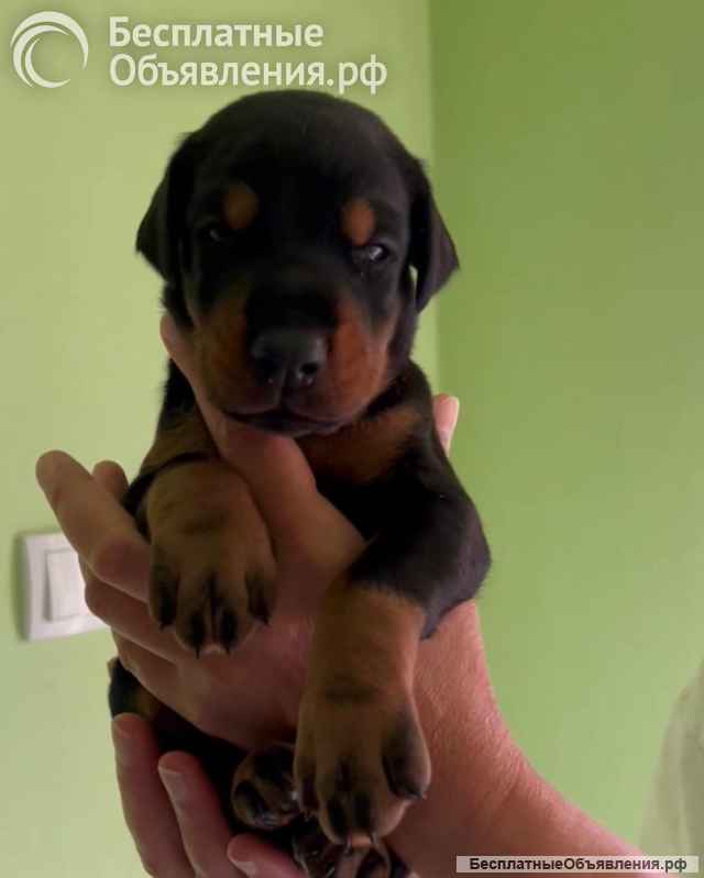 Доберман щенки на продажу