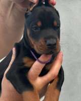 Доберман щенки на продажу