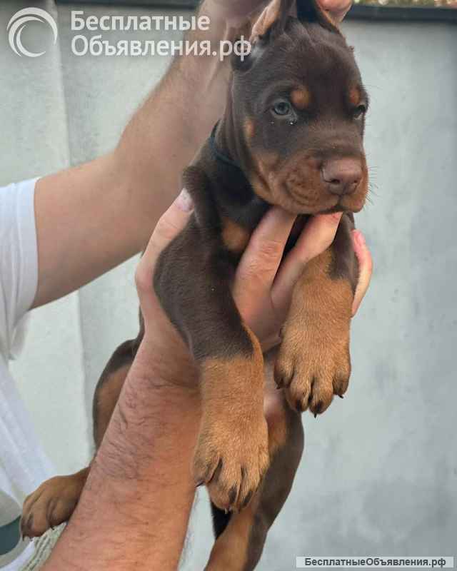 Доберман щенки на продажу