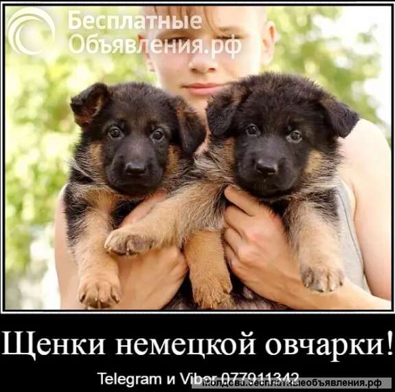 Наши немчурашки уже готовы перейти в ваш дом