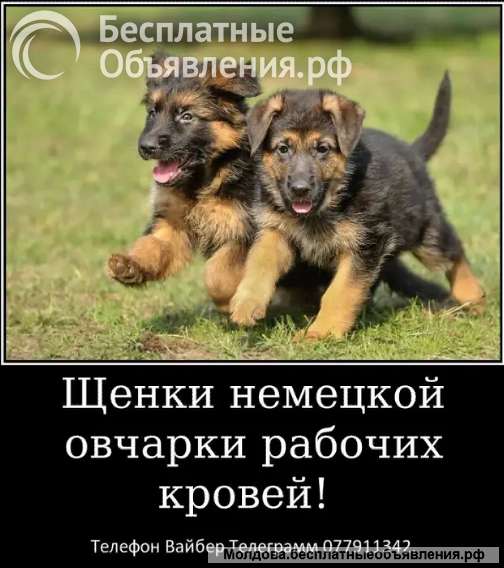 Наши немчурашки уже готовы перейти в ваш дом