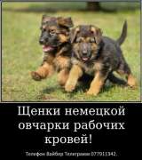 Наши немчурашки уже готовы перейти в ваш дом