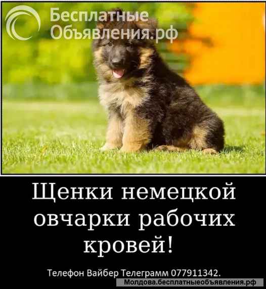 Наши немчурашки уже готовы перейти в ваш дом