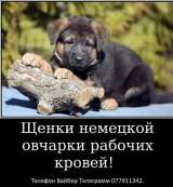 Наши немчурашки уже готовы перейти в ваш дом