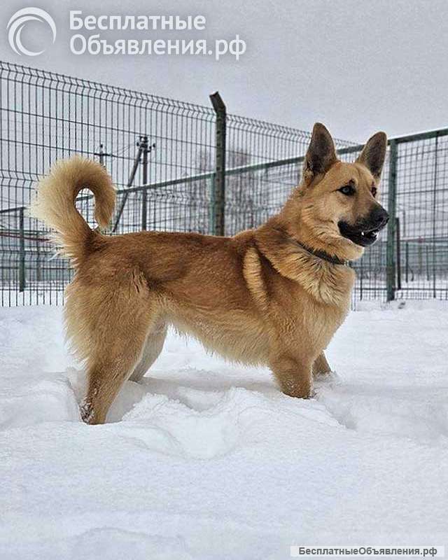Красивый, умный молодой домашний пес Майор ищет дом