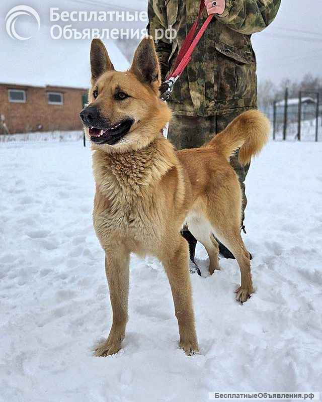 Красивый, умный молодой домашний пес Майор ищет дом