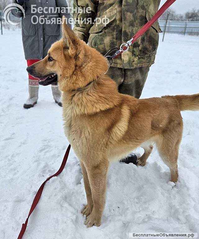 Красивый, умный молодой домашний пес Майор ищет дом