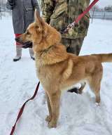 Красивый, умный молодой домашний пес Майор ищет дом