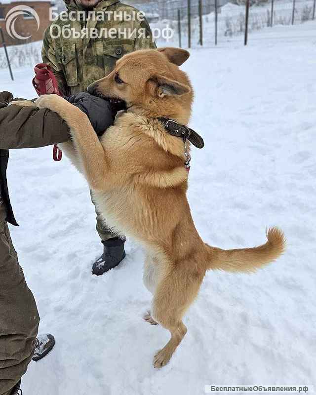 Красивый, умный молодой домашний пес Майор ищет дом