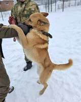 Красивый, умный молодой домашний пес Майор ищет дом