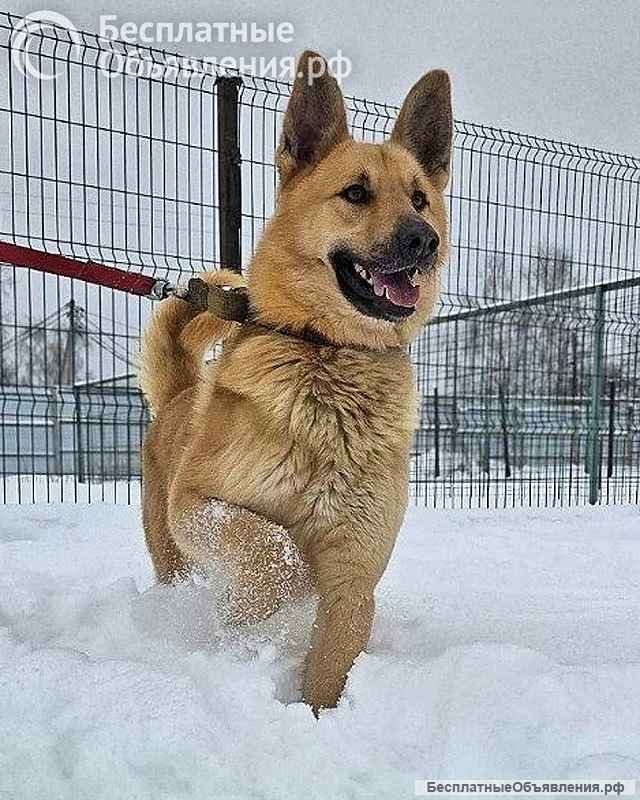 Красивый, умный молодой домашний пес Майор ищет дом
