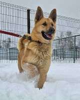 Красивый, умный молодой домашний пес Майор ищет дом