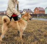 Рич ищет семью