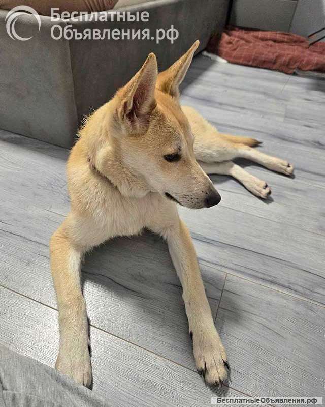 Умнейшая домашняя некрупная собачка-подросток Чапа ищет дом