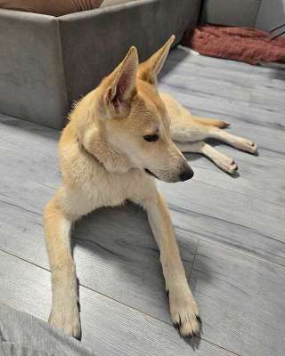 Умнейшая домашняя некрупная собачка-подросток Чапа ищет дом