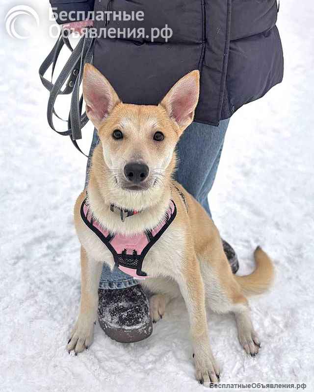 Умнейшая домашняя некрупная собачка-подросток Чапа ищет дом