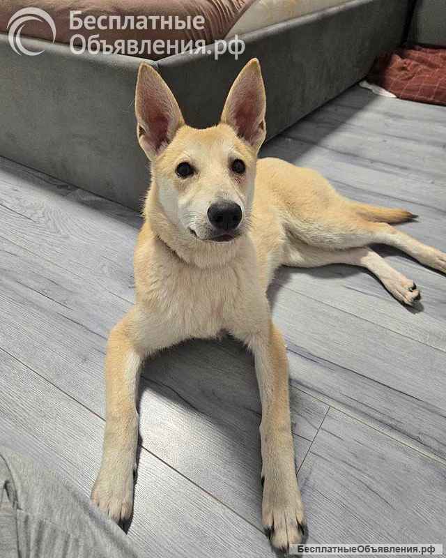 Умнейшая домашняя некрупная собачка-подросток Чапа ищет дом