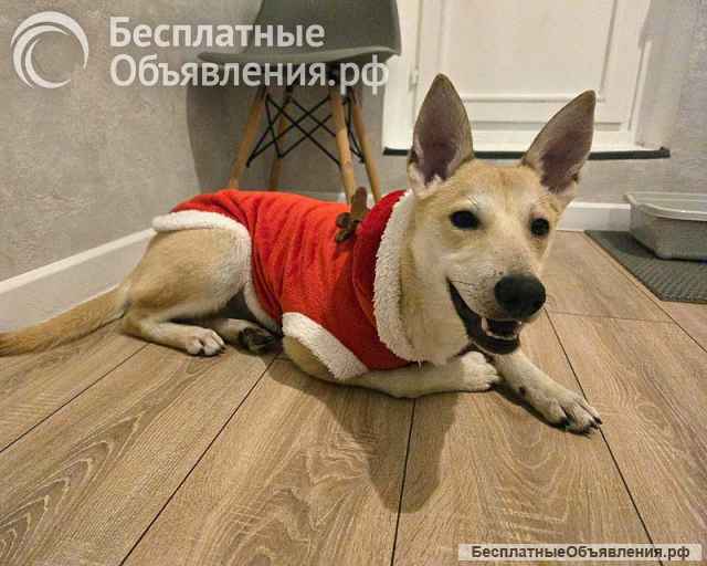 Умнейшая домашняя некрупная собачка-подросток Чапа ищет дом