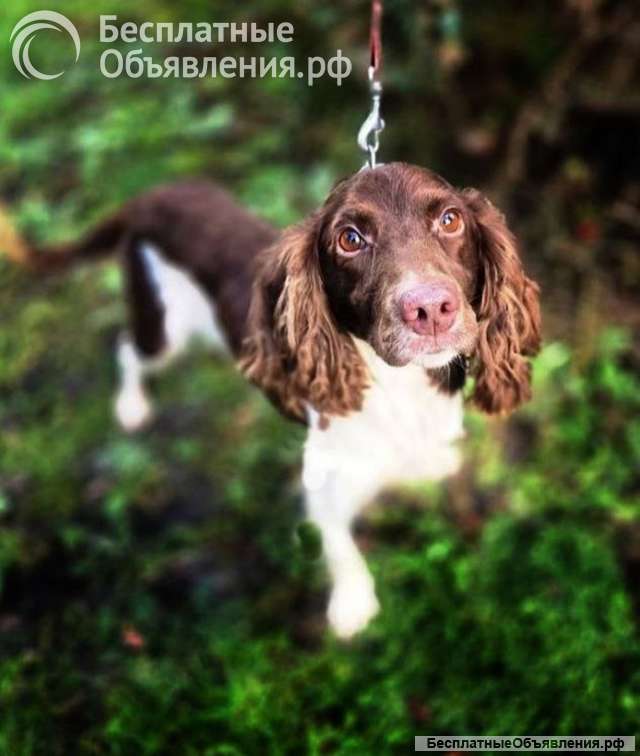 Ищет дом фенотип спаниеля Генри