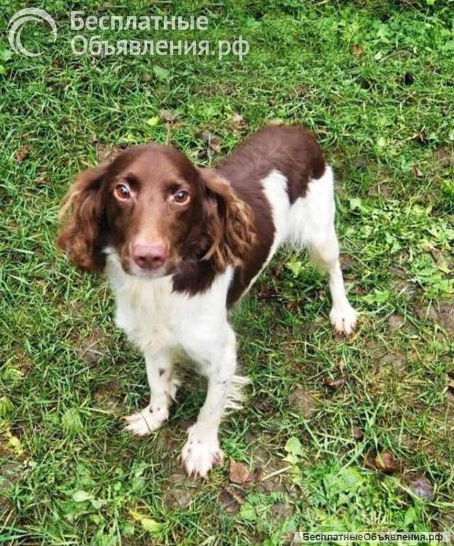 Ищет дом фенотип спаниеля Генри