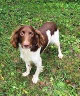 Ищет дом фенотип спаниеля Генри