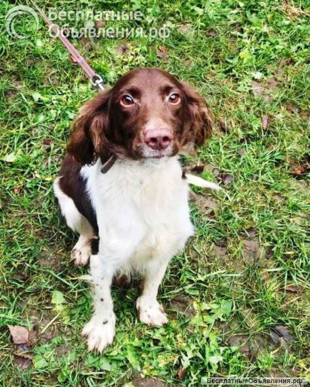Ищет дом фенотип спаниеля Генри