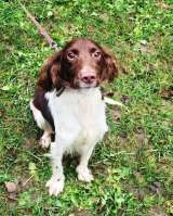 Ищет дом фенотип спаниеля Генри