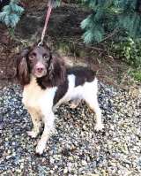 Ищет дом фенотип спаниеля Генри