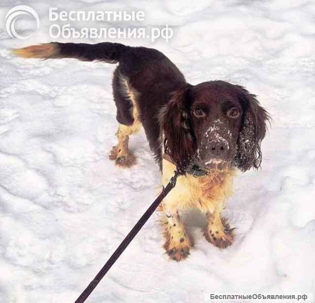 Ищет дом фенотип спаниеля Генри