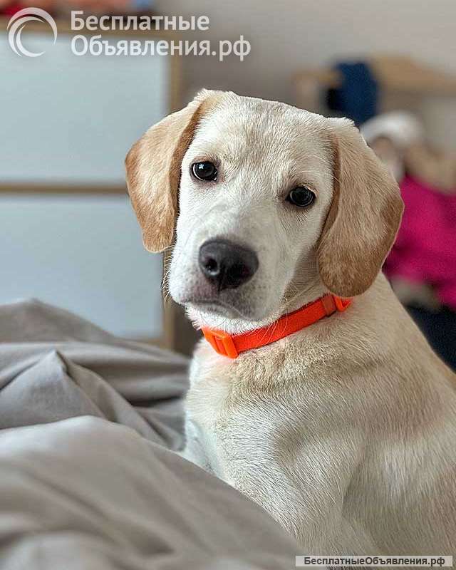 Ищет дом Баки солнечный щенок, метис бигля