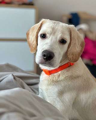 Ищет дом Баки солнечный щенок, метис бигля