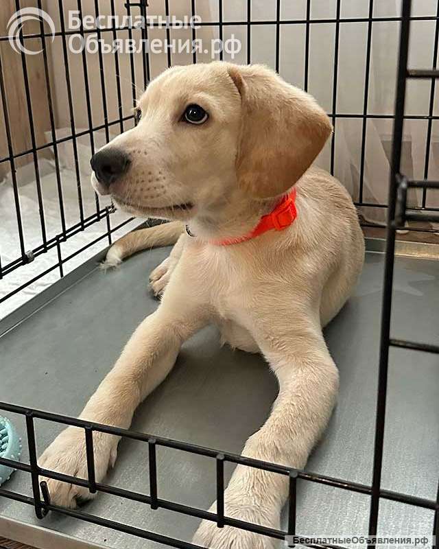 Ищет дом Баки солнечный щенок, метис бигля