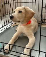 Ищет дом Баки солнечный щенок, метис бигля