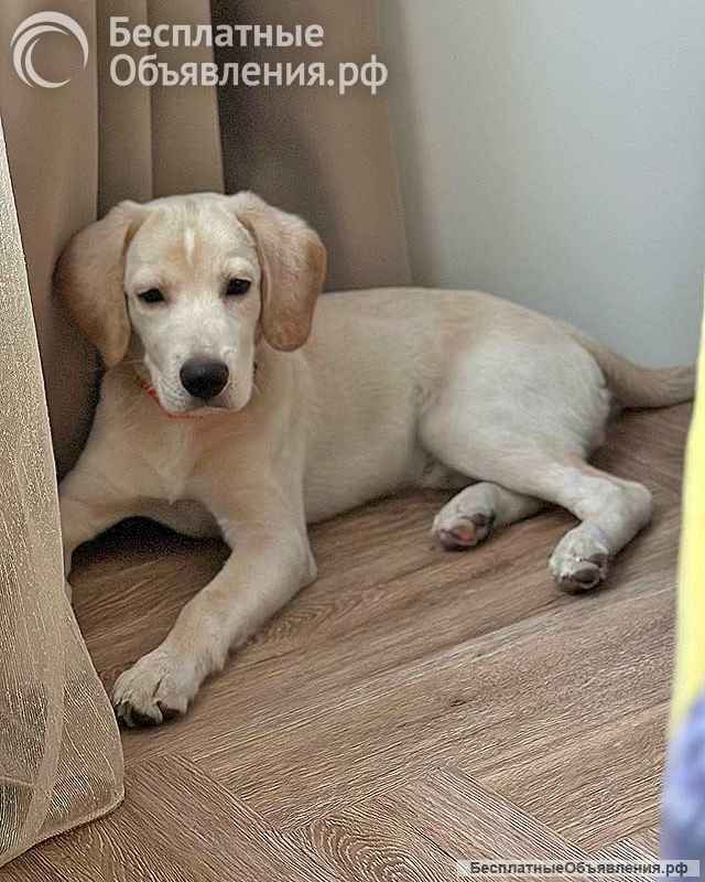 Ищет дом Баки солнечный щенок, метис бигля