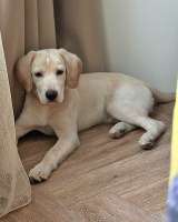 Ищет дом Баки солнечный щенок, метис бигля