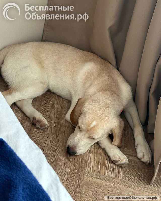 Ищет дом Баки солнечный щенок, метис бигля