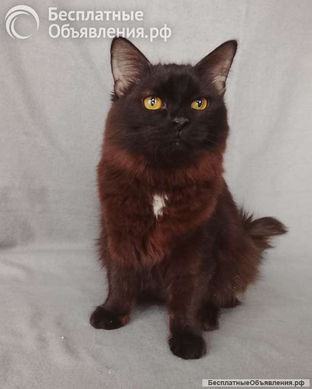 Дотти ищет дом