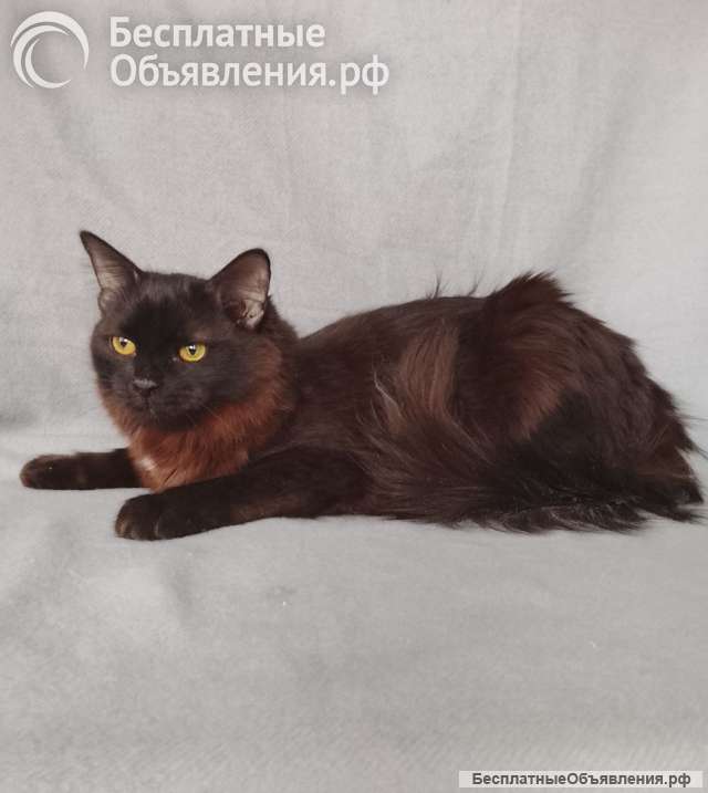 Дотти ищет дом