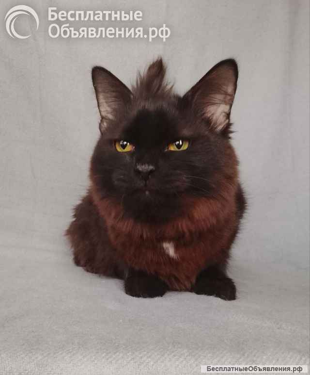 Дотти ищет дом