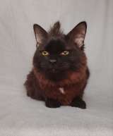 Дотти ищет дом