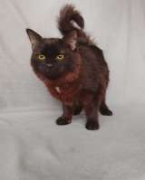 Дотти ищет дом