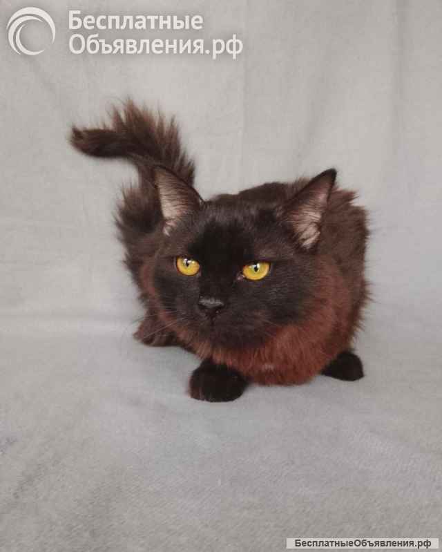 Дотти ищет дом