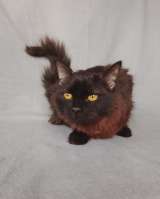 Дотти ищет дом