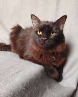 Дотти ищет дом