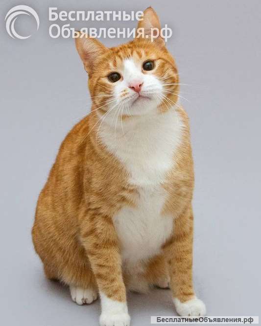 Кот Гарик ищет доброе сердце