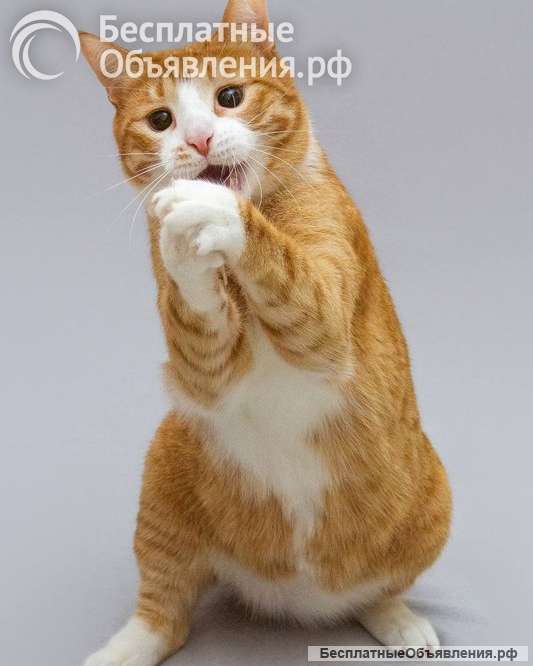 Кот Гарик ищет доброе сердце