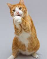 Кот Гарик ищет доброе сердце