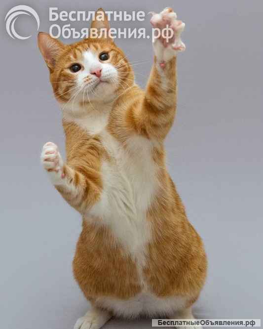 Кот Гарик ищет доброе сердце